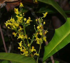 Elvasia macrostipularis