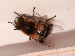 Eristalis jugorum