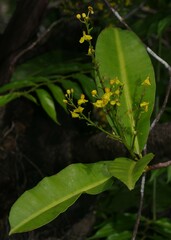 Elvasia macrostipularis