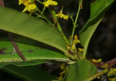 Elvasia macrostipularis