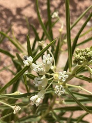 Asclepias labriformis
