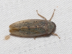 Ponana rubida