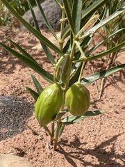 Asclepias labriformis