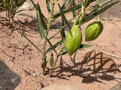 Asclepias labriformis