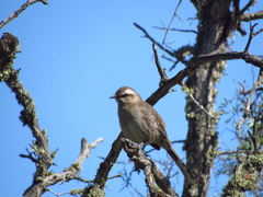 Mimus thenca