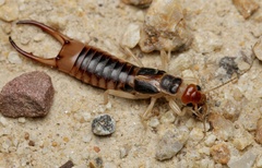 Labidura truncata