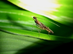 Bantia