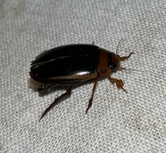 Hydaticus bimarginatus