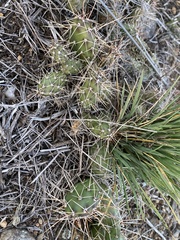 Opuntia fragilis
