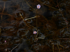 Utricularia hydrocarpa