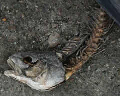 Sciaenops ocellatus