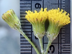 Senecio angustifolius