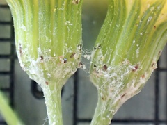 Senecio angustifolius