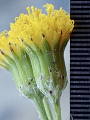 Senecio angustifolius