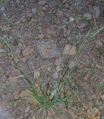 Eragrostis lehmanniana