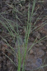 Eragrostis lehmanniana