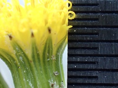 Senecio angustifolius