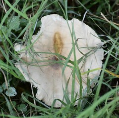 Chlorophyllum hortense