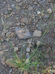 Eragrostis lehmanniana