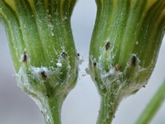Senecio angustifolius