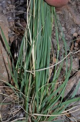 Eragrostis lehmanniana