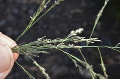 Eragrostis lehmanniana
