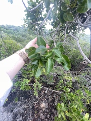 Metopium brownei