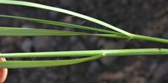 Eragrostis lehmanniana