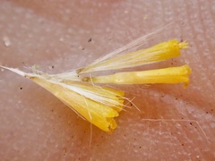 Senecio angustifolius