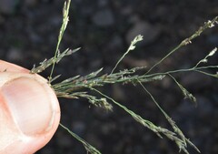 Eragrostis lehmanniana