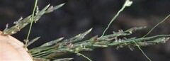 Eragrostis lehmanniana