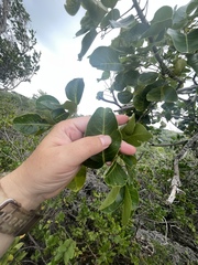 Metopium brownei