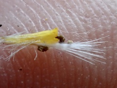 Senecio angustifolius