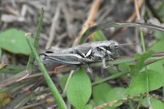 Melanoplus plebejus