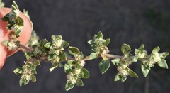 Guilleminea densa