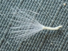 Senecio angustifolius