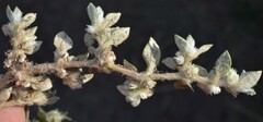 Guilleminea densa