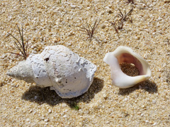 Struthiolaria papulosa