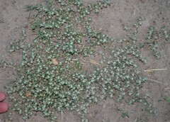 Guilleminea densa