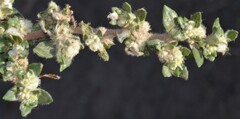 Guilleminea densa