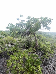 Metopium brownei