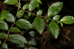 Fieldia australis