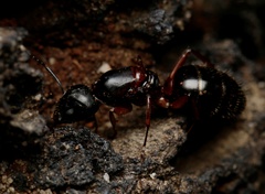 Camponotus innexus