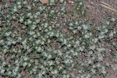 Guilleminea densa