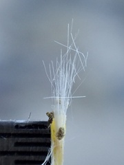 Senecio angustifolius