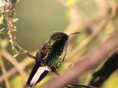 Microchera cupreiceps