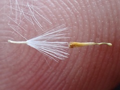 Senecio angustifolius