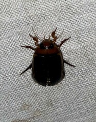 Hydaticus bimarginatus