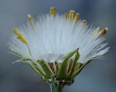 Senecio angustifolius