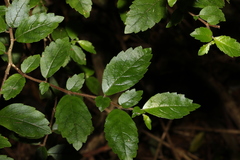 Fieldia australis